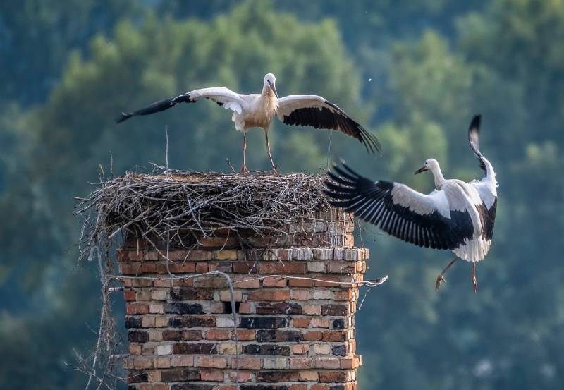 Expert Chimney Animal Removal in Steiner, MI Professional Chimney Animal Removal Services in Steiner, Michigan