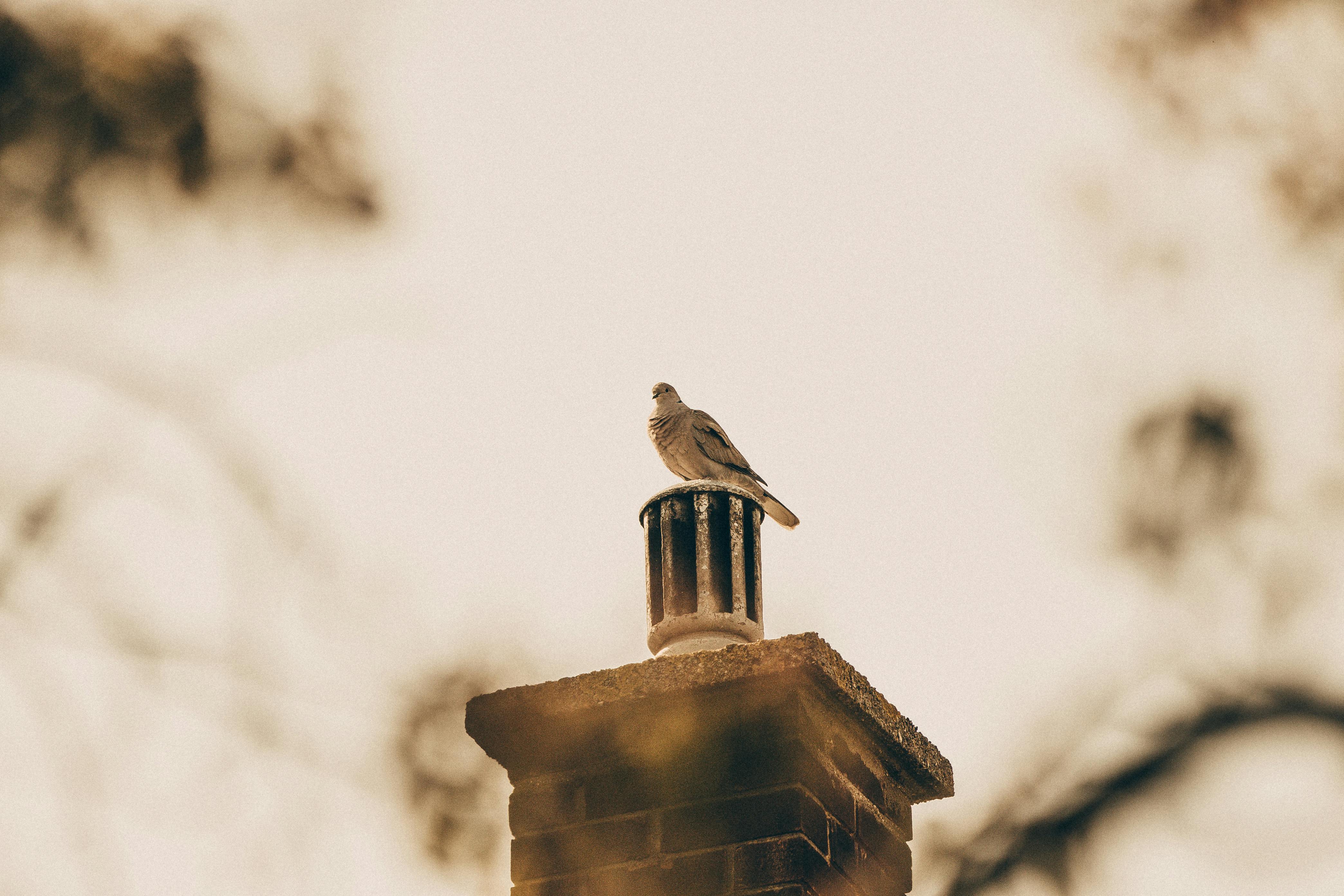 Professional Chimney Cap Installation Services in Steiner, MI Expert Chimney Cap Installation in Steiner, Michigan